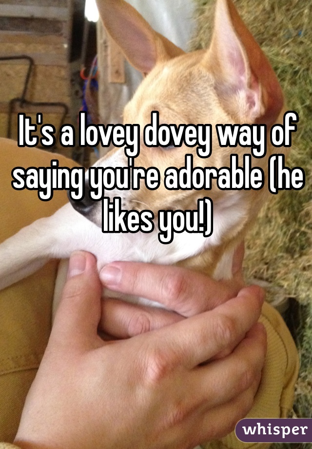 It's a lovey dovey way of saying you're adorable (he likes you!)