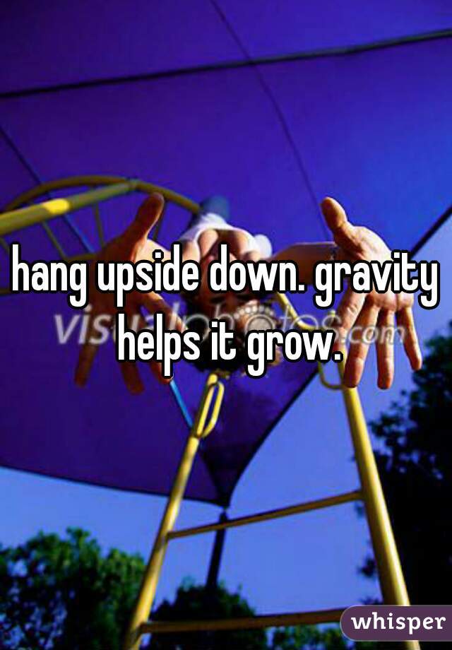 hang upside down. gravity helps it grow.