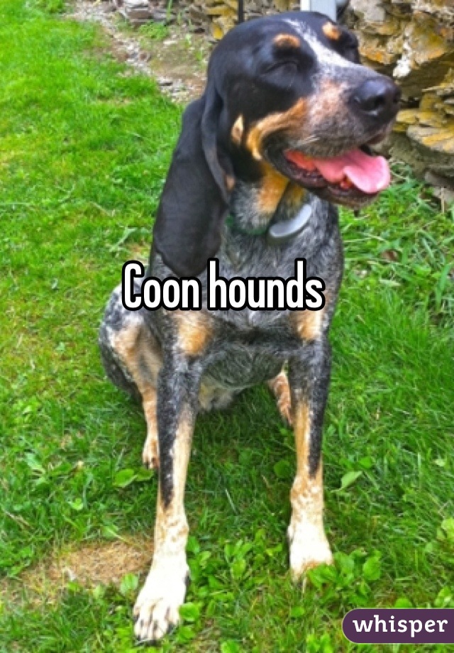Coon hounds 