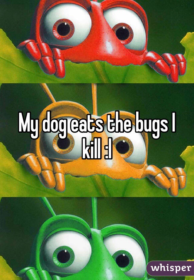 My dog eats the bugs I kill :l