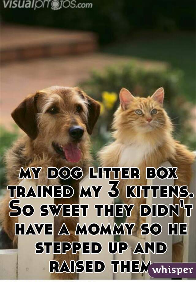 my dog litter box trained my 3 kittens. So sweet they didn't have a mommy so he stepped up and raised them