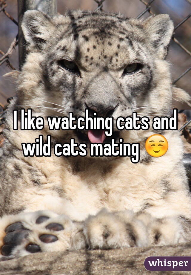 I like watching cats and wild cats mating ☺️