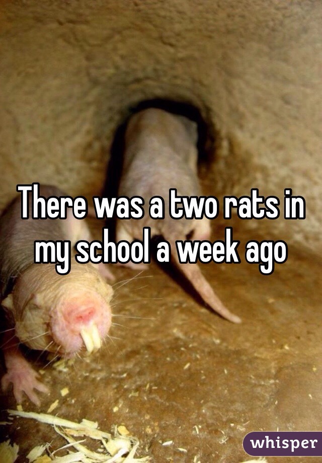 There was a two rats in my school a week ago