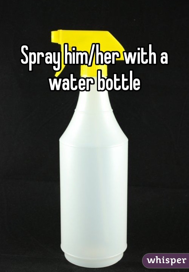 Spray him/her with a water bottle