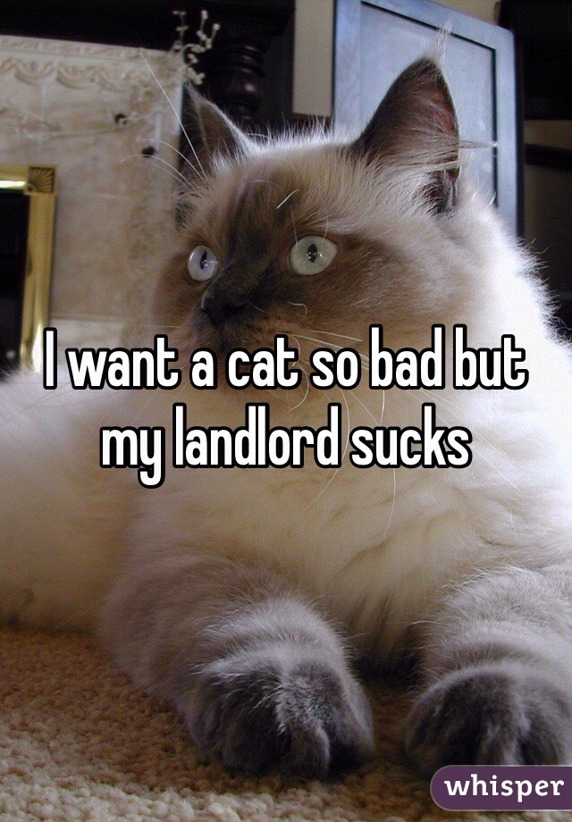 I want a cat so bad but my landlord sucks 