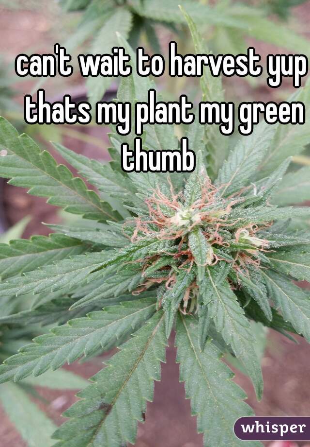 can't wait to harvest yup thats my plant my green thumb  