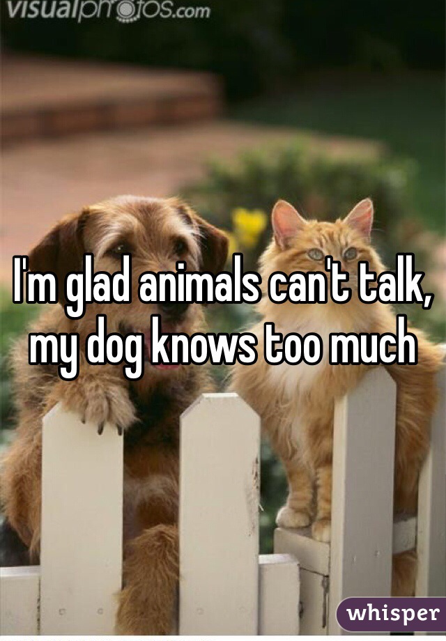I'm glad animals can't talk, my dog knows too much