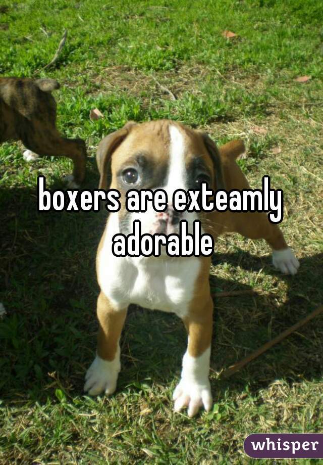 boxers are exteamly adorable