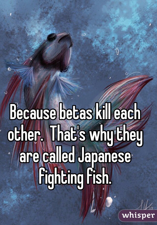 Because betas kill each other.  That's why they are called Japanese fighting fish. 