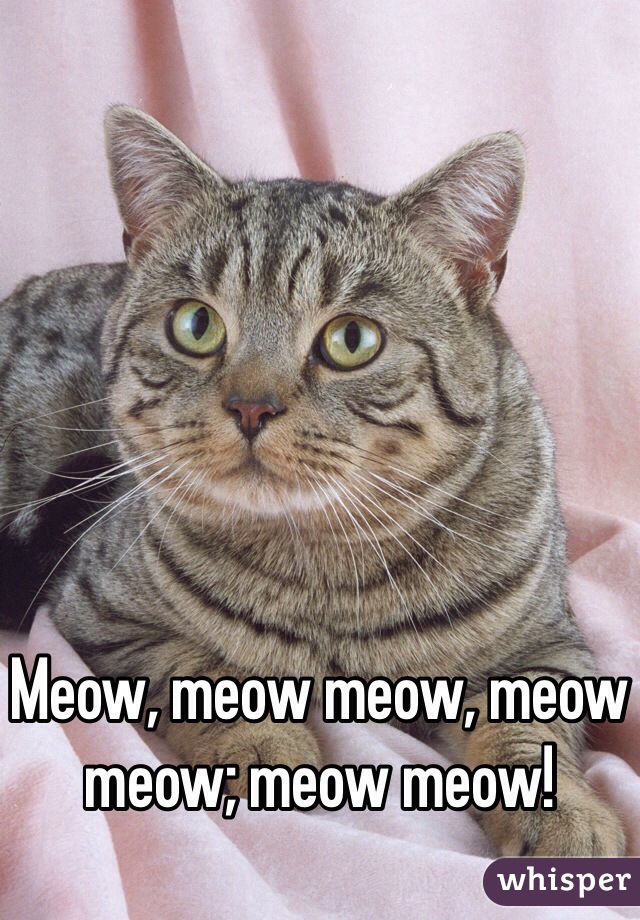 Meow, meow meow, meow meow; meow meow!
