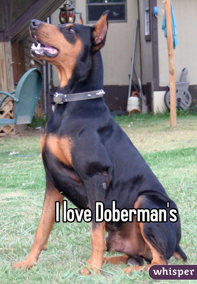 I love Doberman's