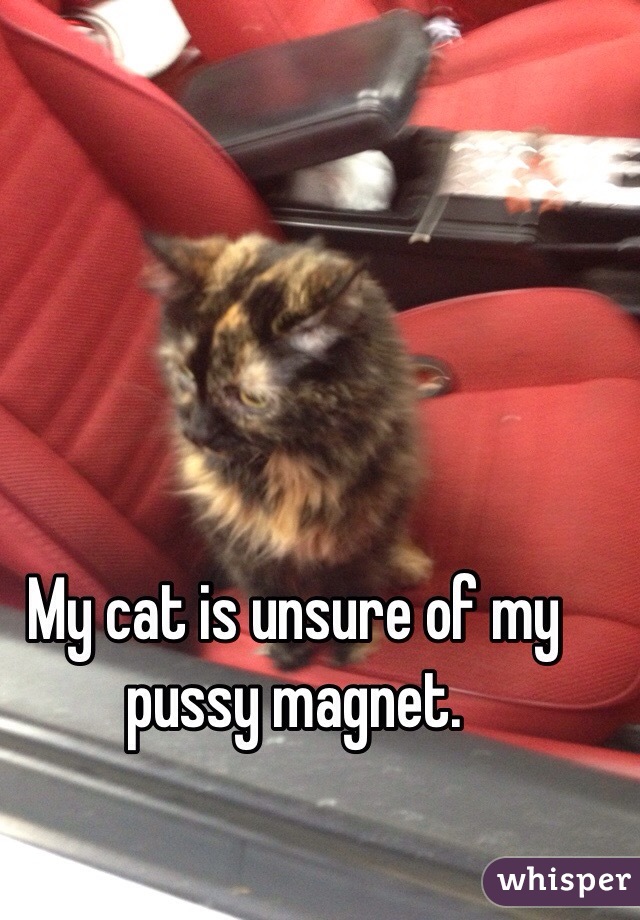 My cat is unsure of my pussy magnet. 