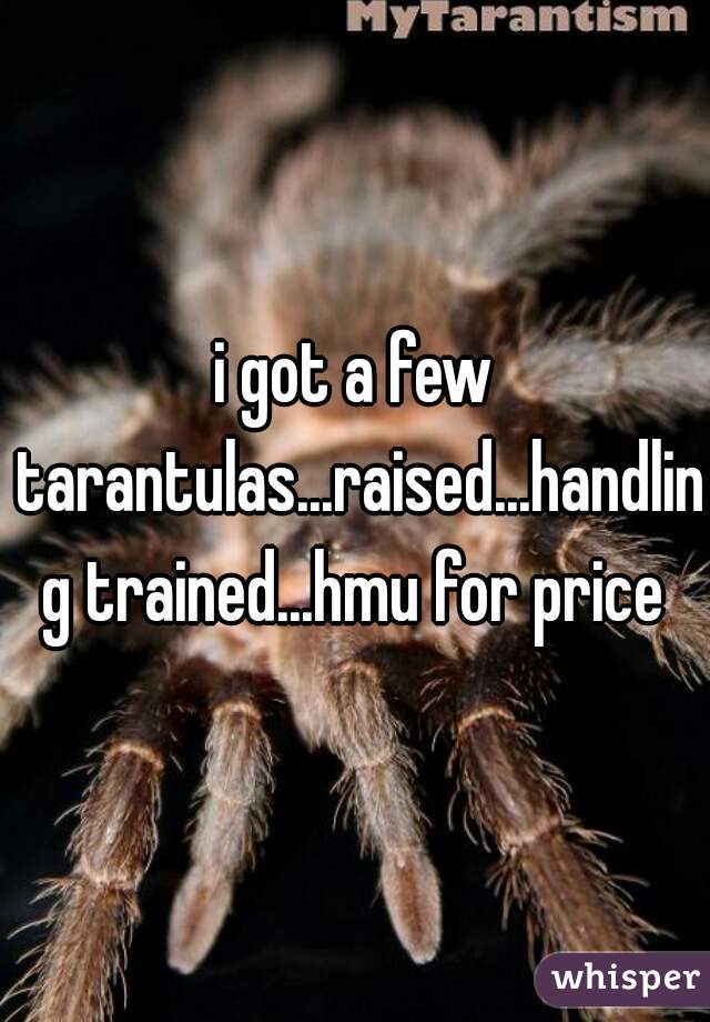 i got a few tarantulas...raised...handling trained...hmu for price