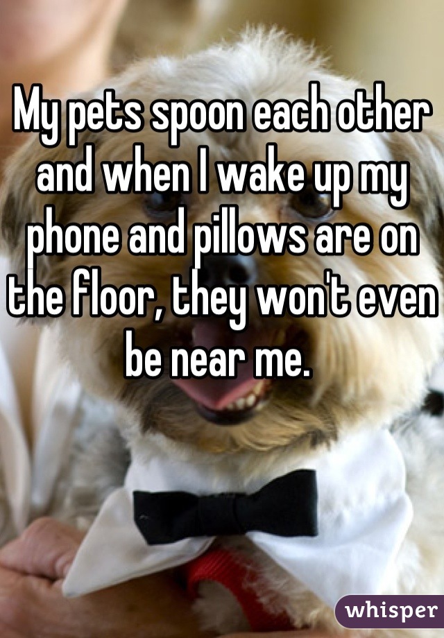 My pets spoon each other and when I wake up my phone and pillows are on the floor, they won't even be near me. 