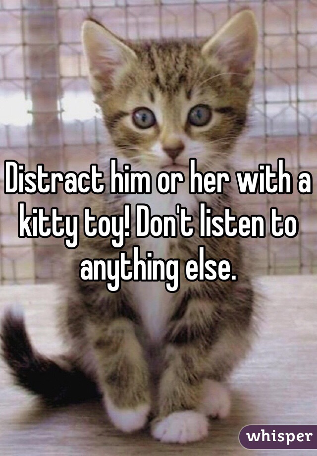 Distract him or her with a kitty toy! Don't listen to anything else.