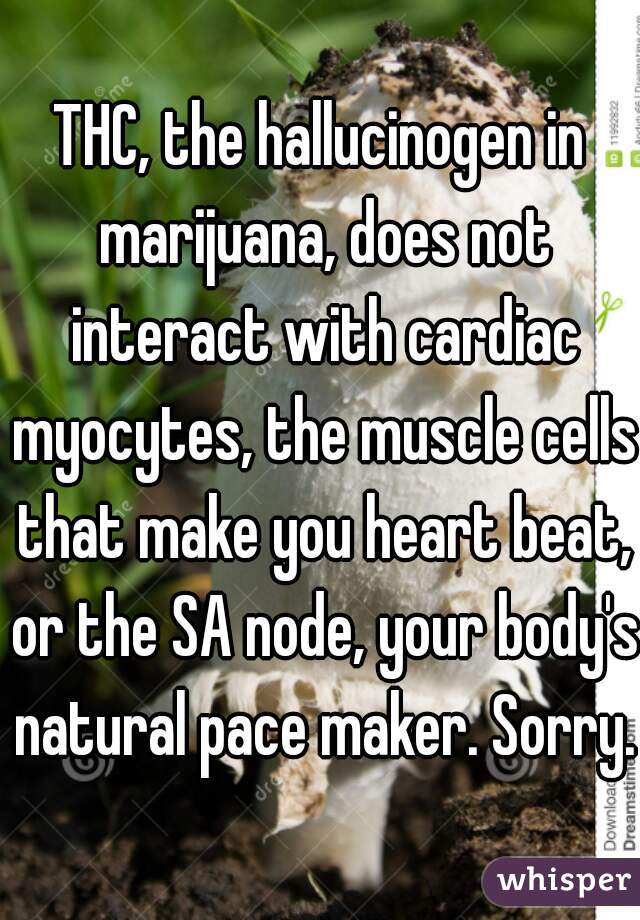 THC, the hallucinogen in marijuana, does not interact with cardiac myocytes, the muscle cells that make you heart beat, or the SA node, your body's natural pace maker. Sorry. 