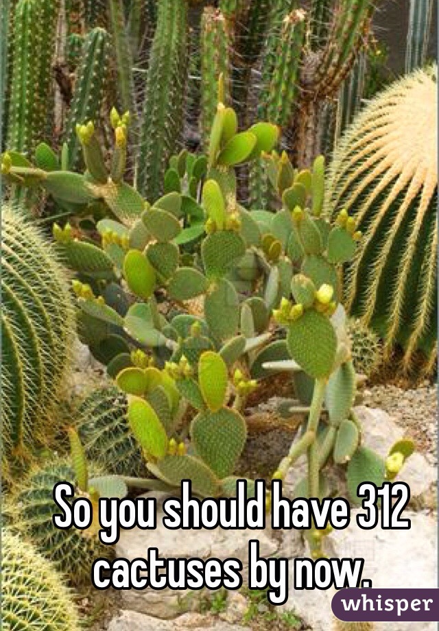 So you should have 312 cactuses by now. 