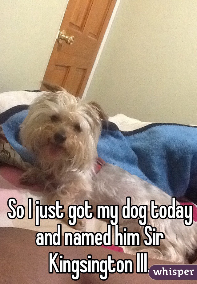 So I just got my dog today and named him Sir Kingsington III. 
