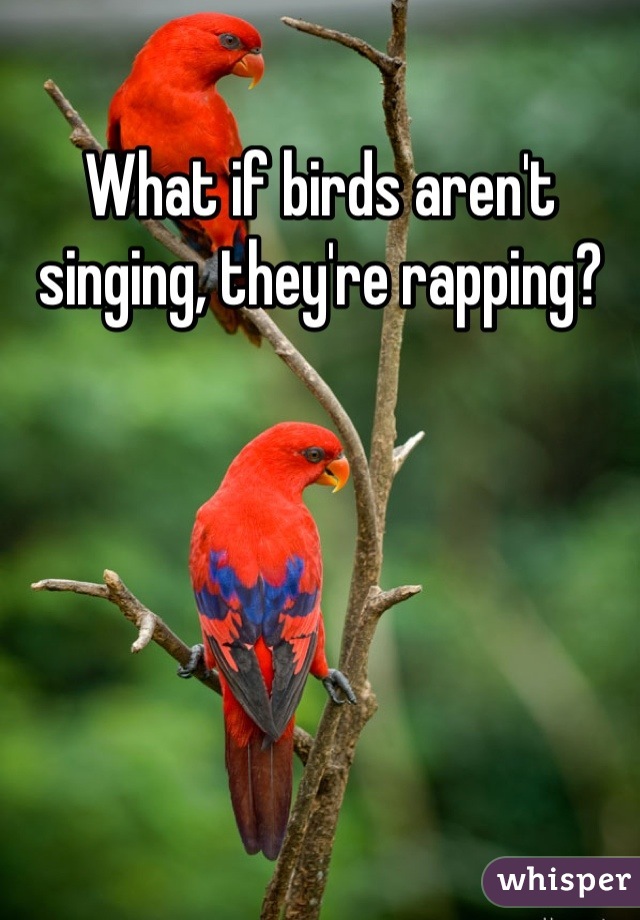 What if birds aren't singing, they're rapping?
