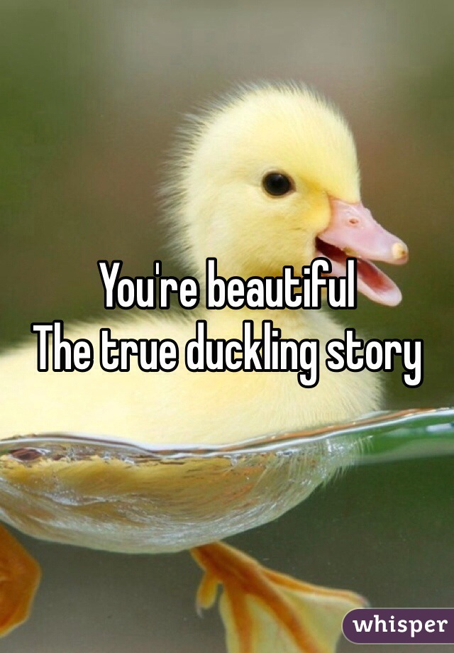 You're beautiful
The true duckling story