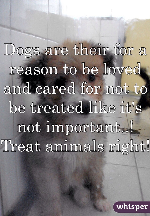 Dogs are their for a reason to be loved and cared for not to be treated like it's not important..! Treat animals right!
