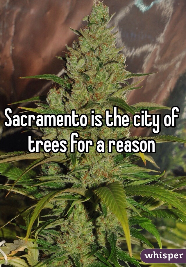 Sacramento is the city of trees for a reason 