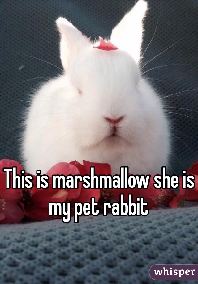 This is marshmallow she is my pet rabbit 