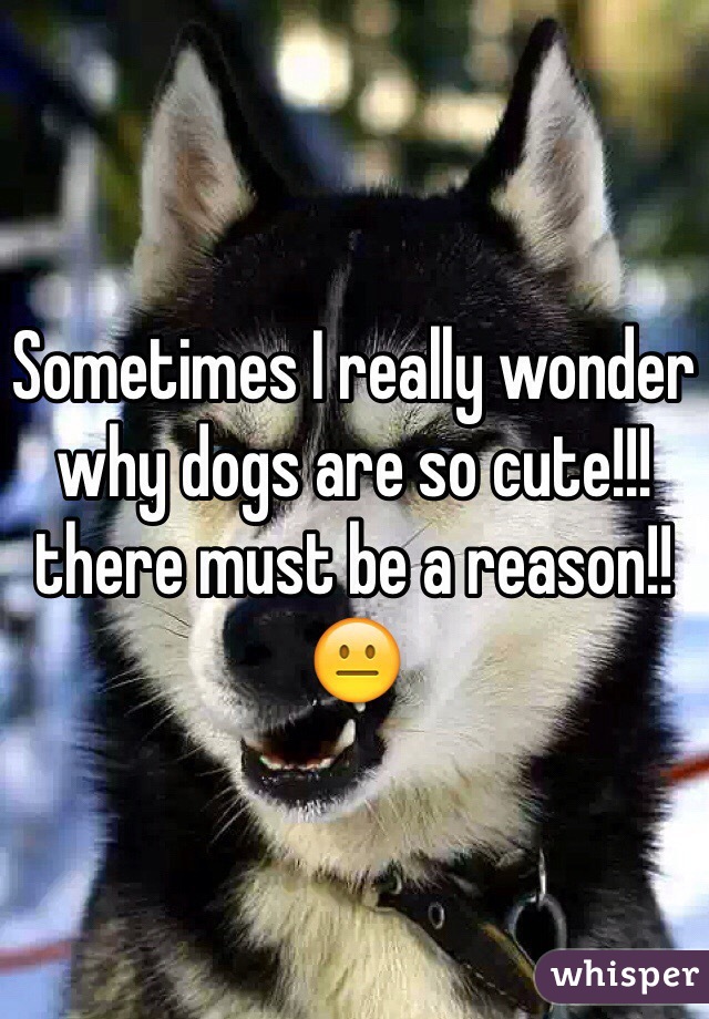 Sometimes I really wonder why dogs are so cute!!!there must be a reason!!😐