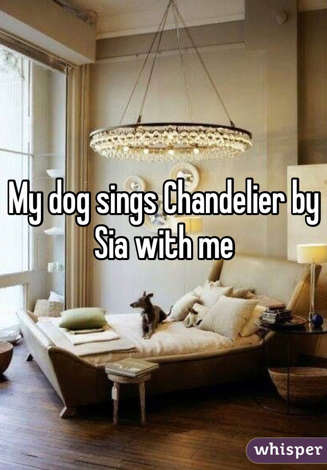 My dog sings Chandelier by  Sia with me