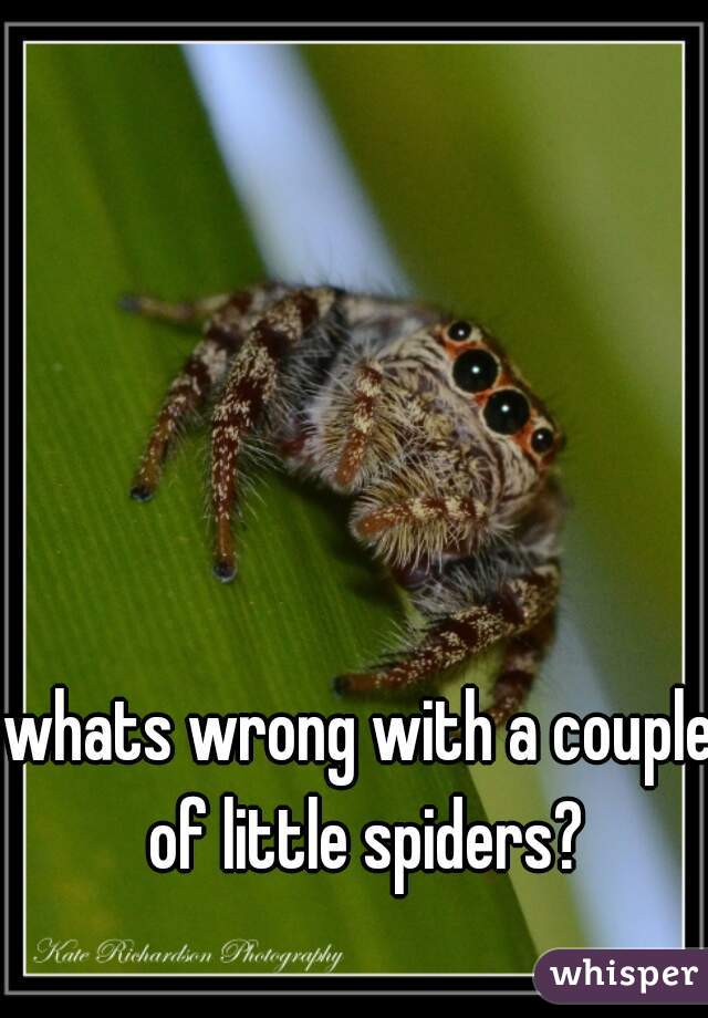 whats wrong with a couple of little spiders?