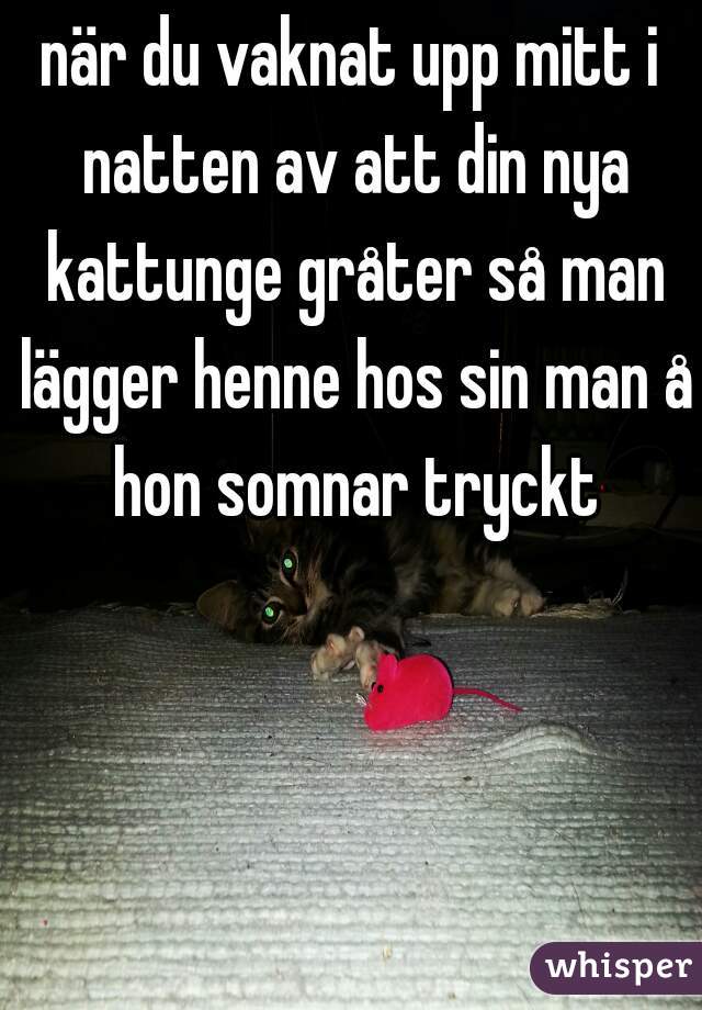 när du vaknat upp mitt i natten av att din nya kattunge gråter så man lägger henne hos sin man å hon somnar tryckt