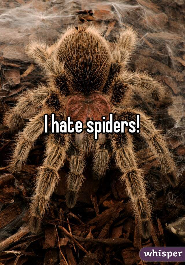 I hate spiders!