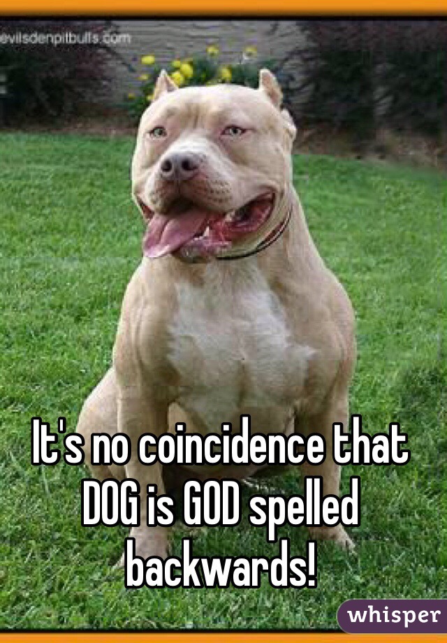 It's no coincidence that DOG is GOD spelled backwards! 