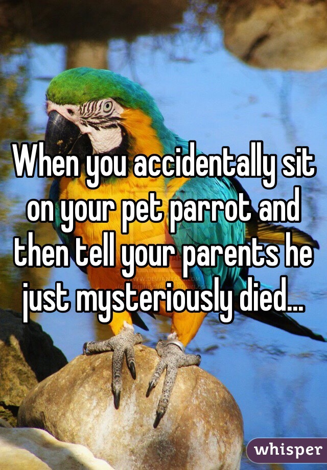 When you accidentally sit on your pet parrot and then tell your parents he just mysteriously died...