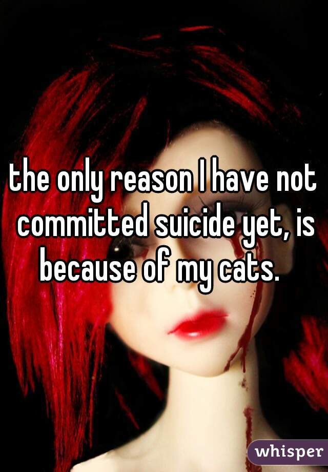 the only reason I have not committed suicide yet, is because of my cats.  