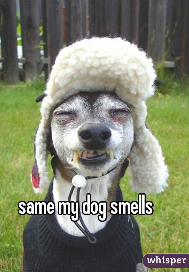 same my dog smells