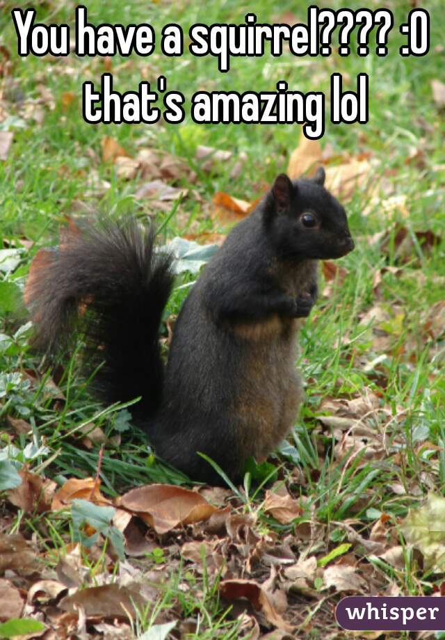 You have a squirrel???? :O that's amazing lol