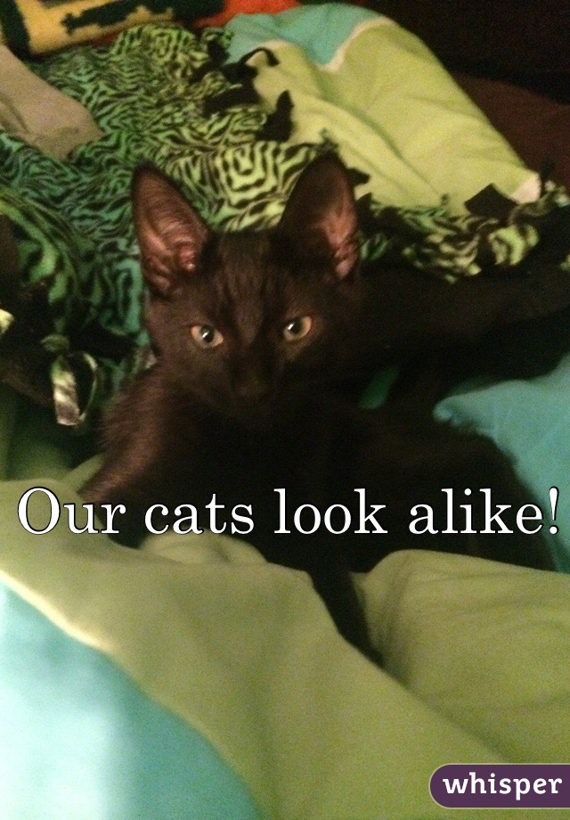 Our cats look alike! 