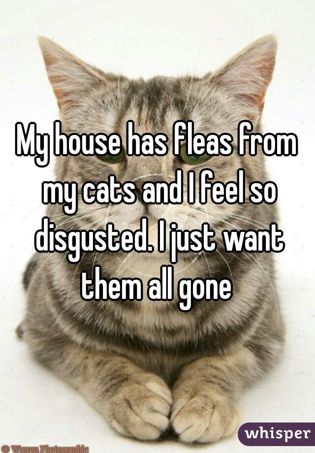 My house has fleas from my cats and I feel so disgusted. I just want them all gone 