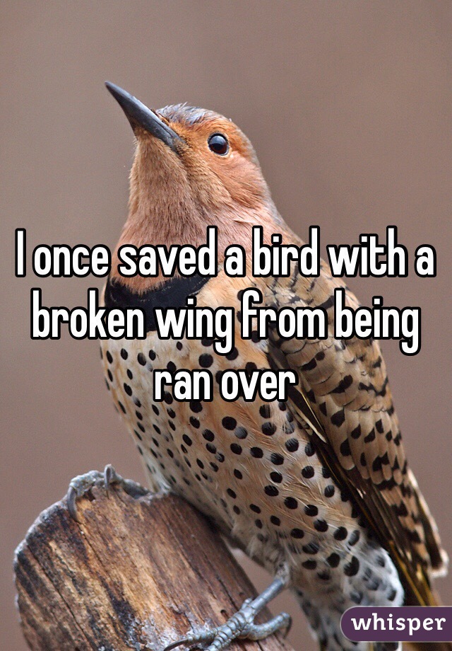 I once saved a bird with a broken wing from being ran over