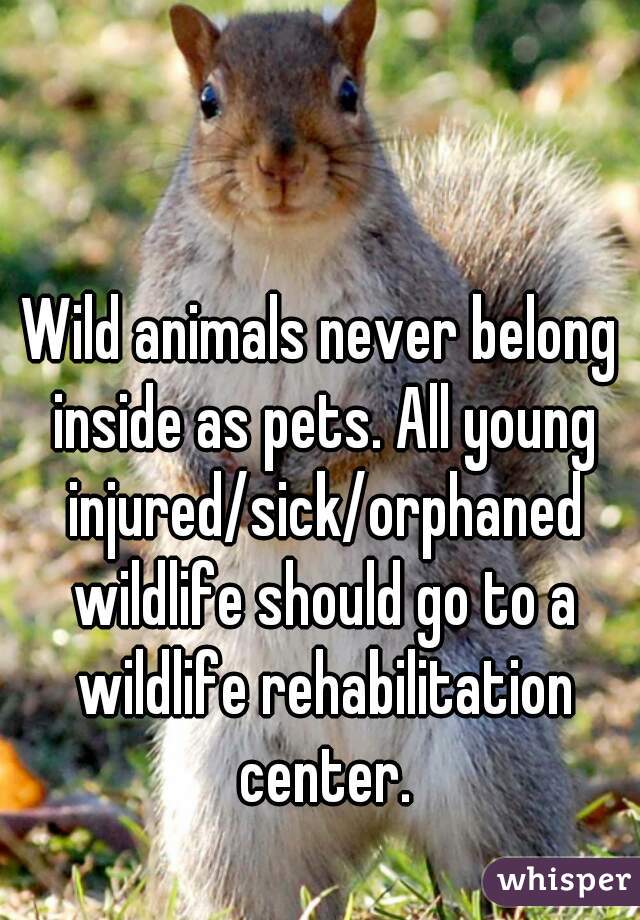 Wild animals never belong inside as pets. All young injured/sick/orphaned wildlife should go to a wildlife rehabilitation center.