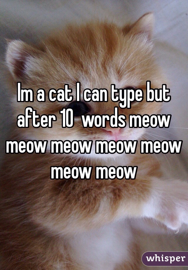 Im a cat I can type but after 10  words meow meow meow meow meow meow meow 