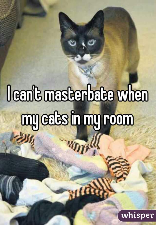 I can't masterbate when my cats in my room 
 