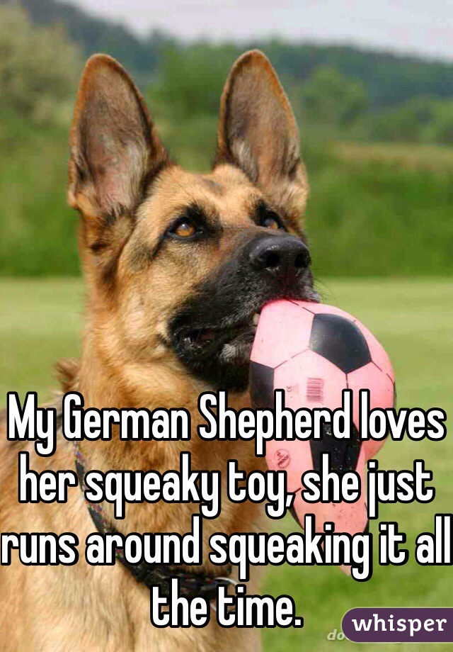 My German Shepherd loves her squeaky toy, she just runs around squeaking it all the time. 