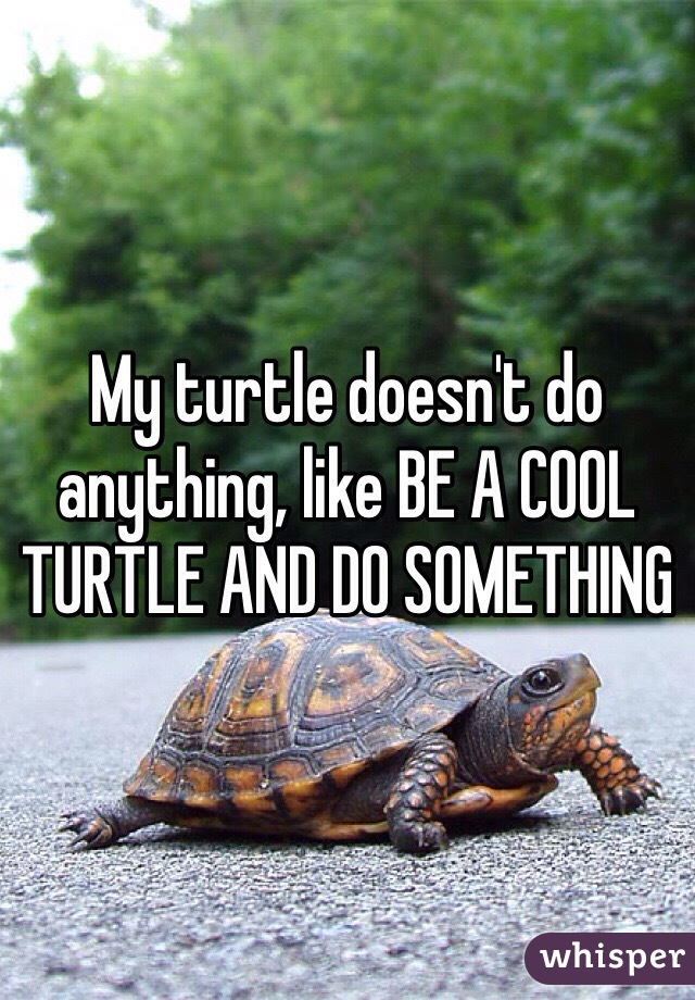 My turtle doesn't do anything, like BE A COOL TURTLE AND DO SOMETHING