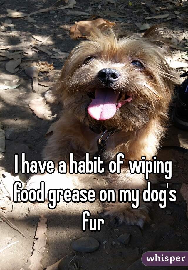 I have a habit of wiping food grease on my dog's fur 