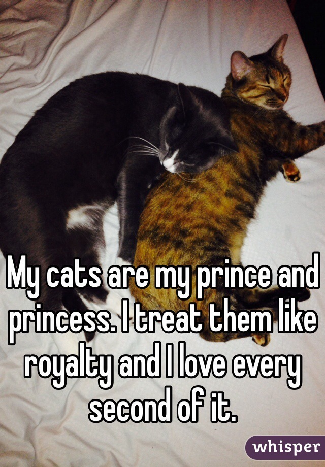 My cats are my prince and princess. I treat them like royalty and I love every second of it.