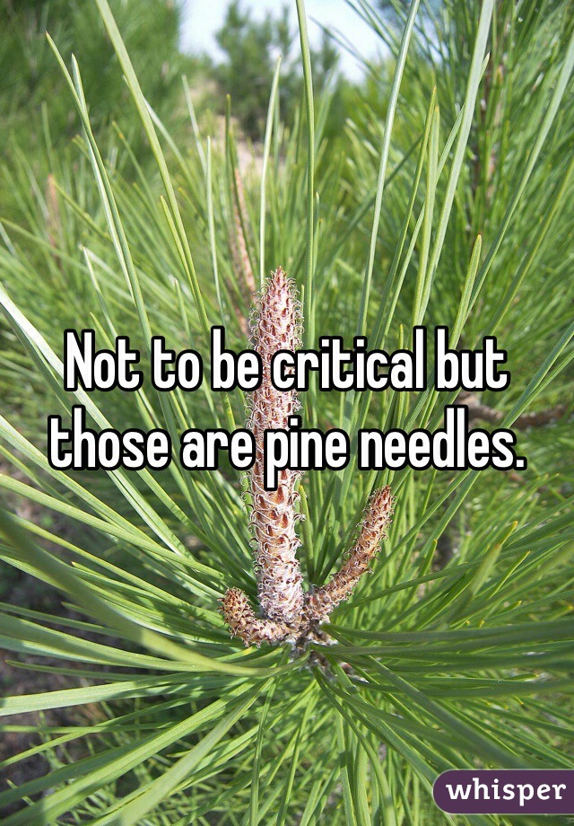 Not to be critical but those are pine needles.