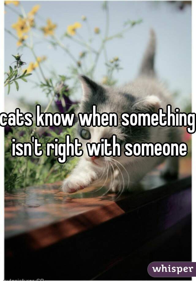 cats know when something isn't right with someone