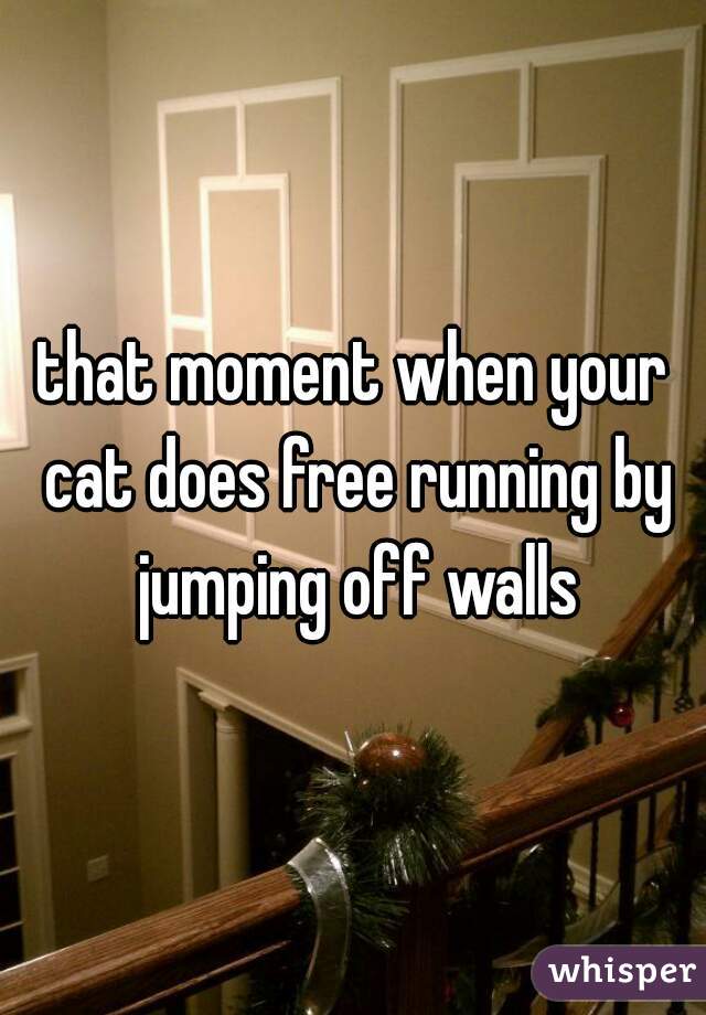 that moment when your cat does free running by jumping off walls